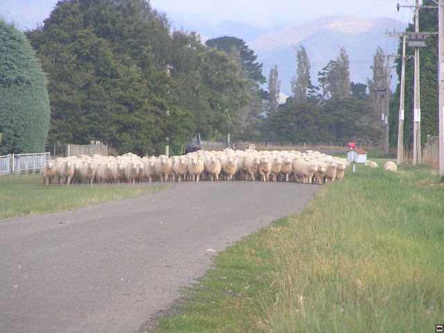 NZ leden-unor 2006 121.jpg